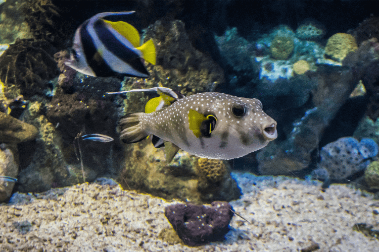 Aquarium Barcelona, fish