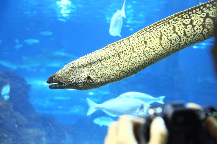 Aquarium Barcelona, unusual fish
