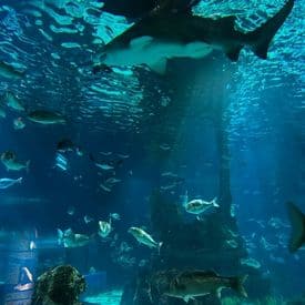 Aquarium Barcelona 